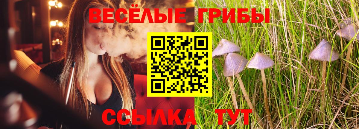 Псилоцибиновые грибы Psilocybe Алапаевск